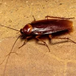 hamam bocekleri savas ve afetlerde hayat kurtaracak QlymavWX