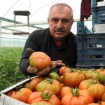 hatayda domates fiyat farki reaksiyon cekti KwgRWIzU