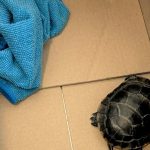 havalimaninda yolcunun pantolonundan kaplumbaga cikti d3eRFJbb