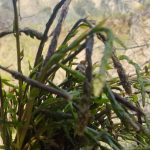 herkes ona aci ot diyor kedirgen ve sarmasiklar topraktan cikti 2 baska cesitte yemegi kgfWyb5p