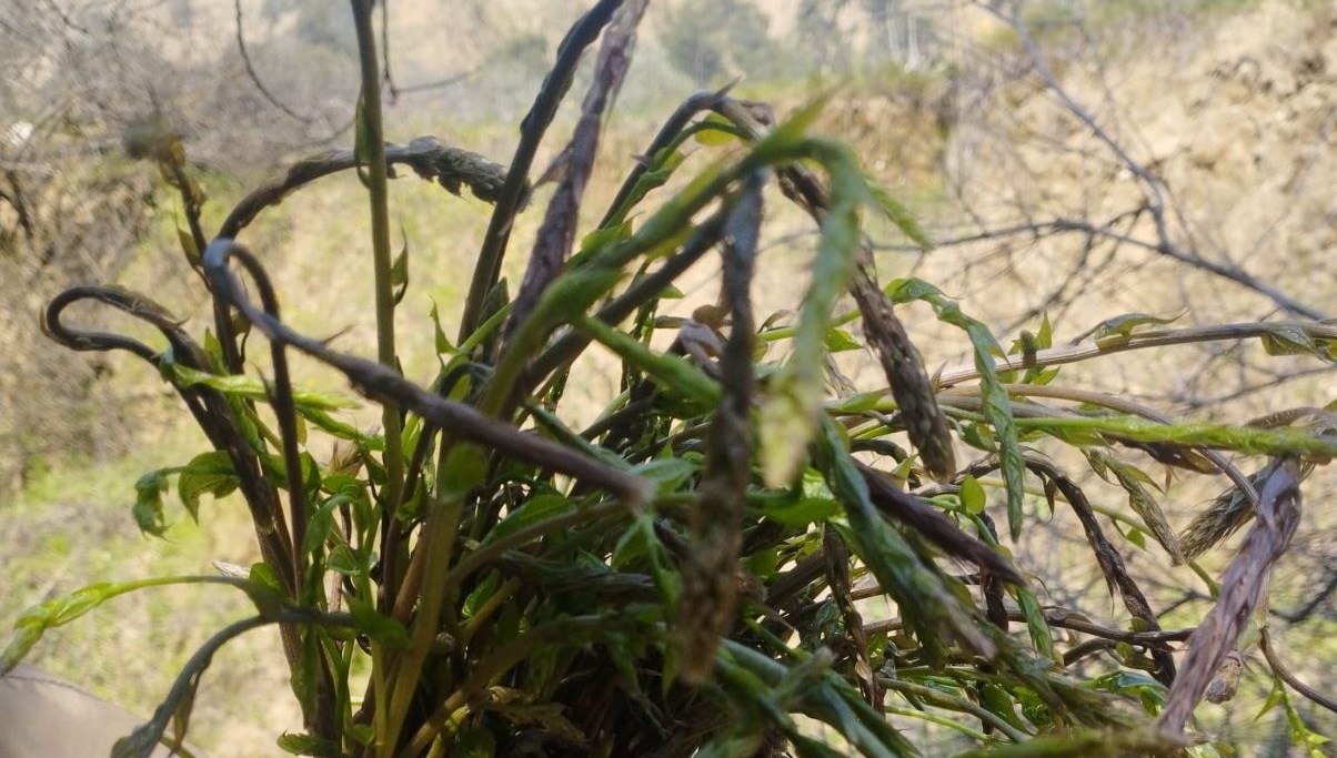 herkes ona aci ot diyor kedirgen ve sarmasiklar topraktan cikti 2 baska cesitte yemegi kgfWyb5p