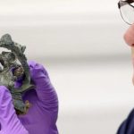 ingiltere tarihini degistirecek kesif birinci yuzyildan kalma 800 eser bulundu 3VZ7txHf