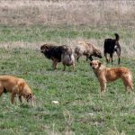 istanbul valiliginden sokak hayvanlariyla ilgili genelge DZpypApp