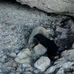 jenerasyonu tukenme tehlikesiyle karsi karsiya korfezdeki fotokapana takildi 32dWq4Kq