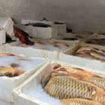 kacak balik avina binlerce lira ceza 5J9V6fz3