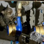 kanalizasyondan kedi kurtarma operasyonu 3ZuqjIdN