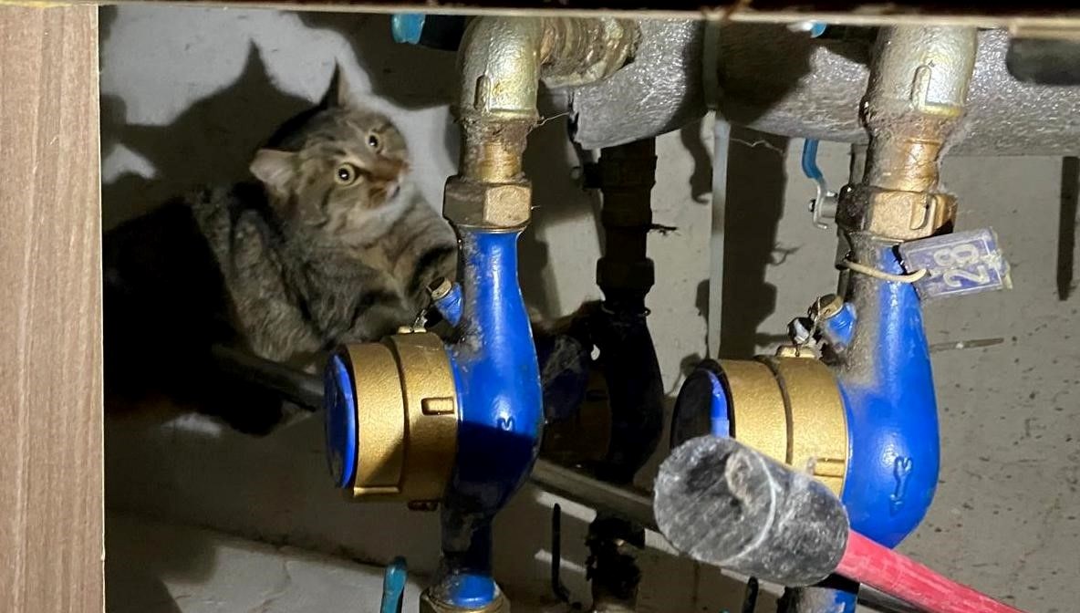 kanalizasyondan kedi kurtarma operasyonu 3ZuqjIdN