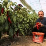 kapya biber fiyatlari zirai don sonrasi yukseldi FqXB6Gkq