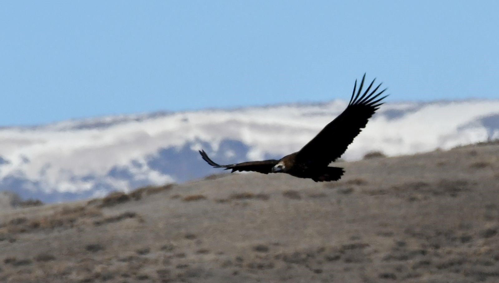 Kars Uyanıyor: Doğa Yazın Isısıyla Yeşeriyor 71 karsta hava isindi yaban hayati canlandi de5CedEn