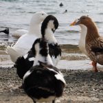 keban baraj golunde guclu fauna cesitliligi nN4gO1bg