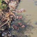 kebap kenti adanada mide bulandiran manzara yNNmfzGE