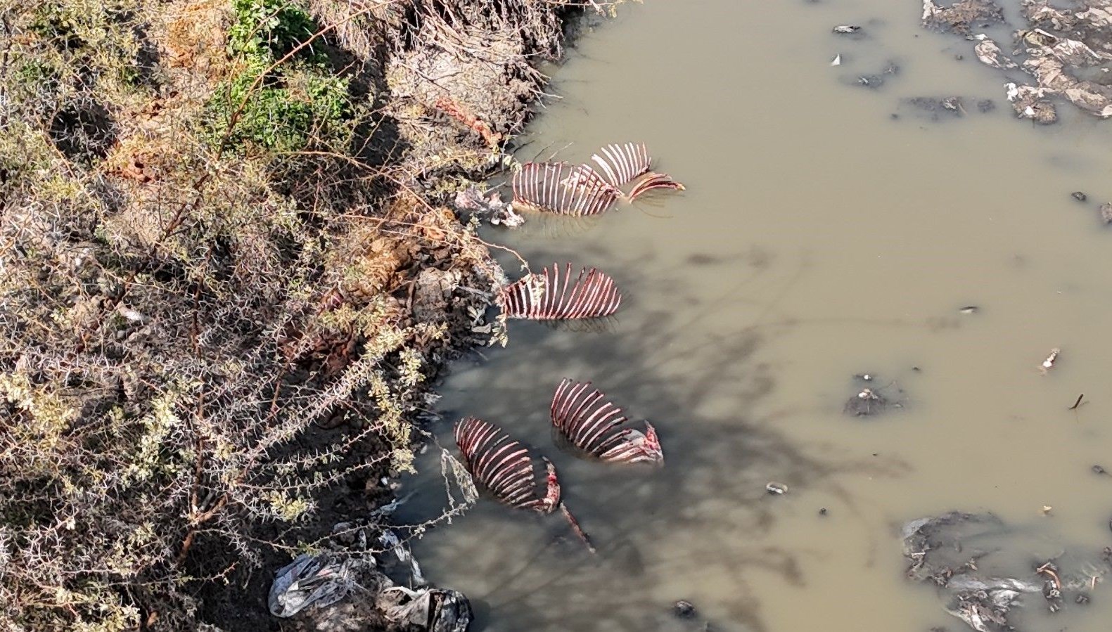 kebap kenti adanada mide bulandiran manzara yNNmfzGE