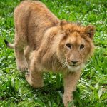 kedi mamasiyla aslan beslemisler yavru aslan muhafaza altina alindi ygQ7kDPt