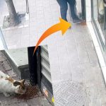 kedilerin mamalarini dagitip kacti FMzEyq4m