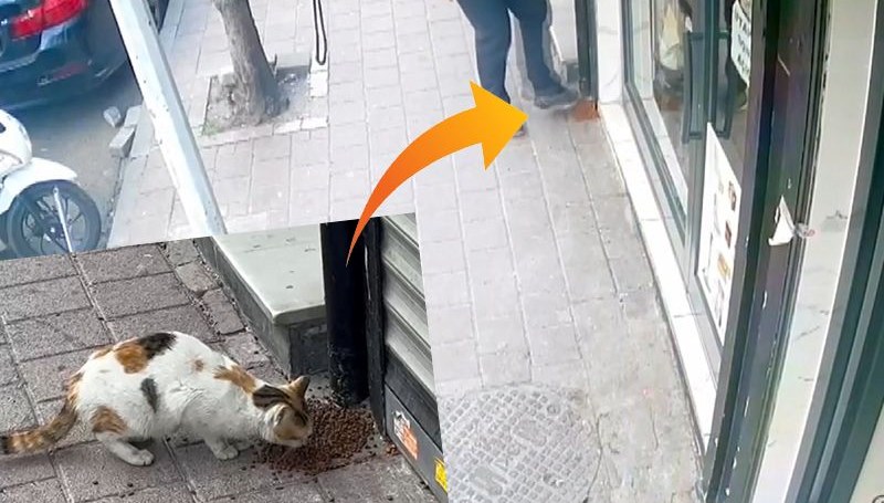 kedilerin mamalarini dagitip kacti FMzEyq4m