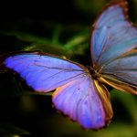 kelebeklerin kusagi tukeniyor mu abdde nufusu yuzde 22 azaldi KdJZat4f