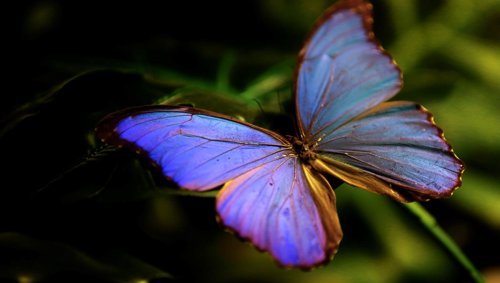 kelebeklerin kusagi tukeniyor mu abdde nufusu yuzde 22 azaldi KdJZat4f