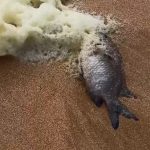 kiyida gizemli beyaz kopuk sorfculer rahatsizlandi plajlar kapatildi 4vYN6hBD