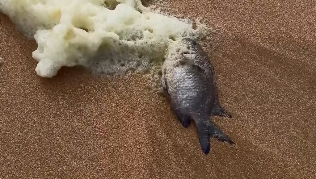 kiyida gizemli beyaz kopuk sorfculer rahatsizlandi plajlar kapatildi 4vYN6hBD