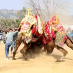 koskte deve guresi senligi coskuyla gerceklesti Uk6KLD4D