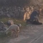 koyuna eziyet eden kisi gozaltina alindi czNAmRZN