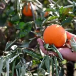 kozandaki portakal fidanlari don nedeniyle kuruyor Mdcu1Z4h