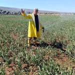 kuraklik araban sarimsagini tehdit ediyor Csm4XHAK