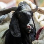 kurban bayrami tarihi 2025 kurban bayrami ne vakit idrak edilecek j3H43pQR