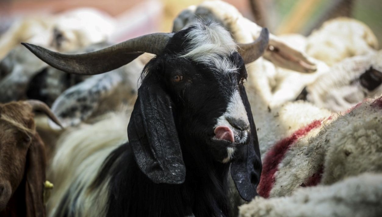 kurban bayrami tarihi 2025 kurban bayrami ne vakit idrak edilecek j3H43pQR