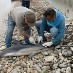 kusadasi kiyisinda meyyit yunus kiyiya vurdu COQM3BwI