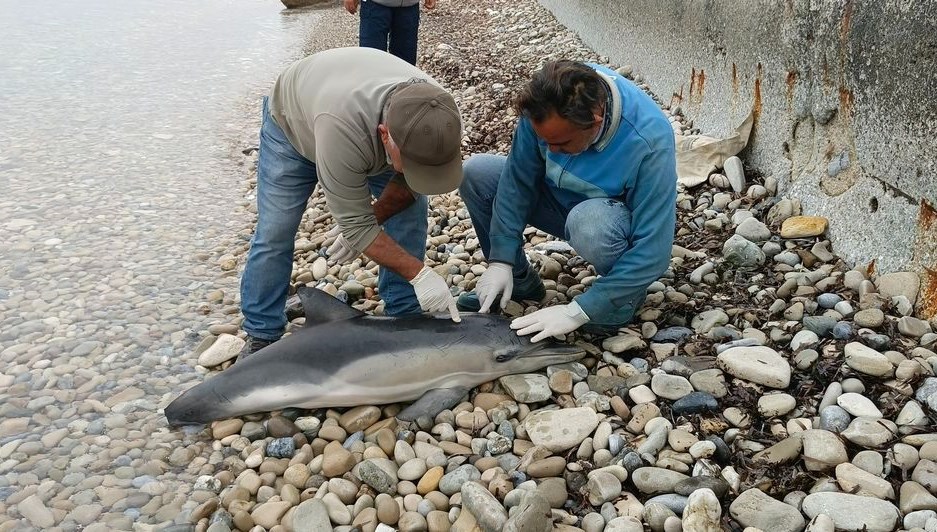 kusadasi kiyisinda meyyit yunus kiyiya vurdu COQM3BwI