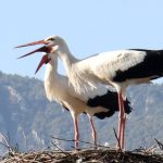 leylek koyun leylek sayisinda artis H4ERwXdk