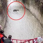 mahsur kalan karaca icin kurtarma operasyonu tEYcBexN