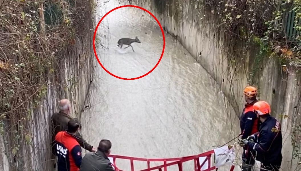 mahsur kalan karaca icin kurtarma operasyonu