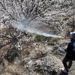 malatyada kayisi ciceklenmesi ve ilaclama teklifleri HJjg8jKg