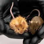 mamut tuylu fare saskinlik yaratti tukenmis cesitler icin tarihi adim 4JkJQTOQ