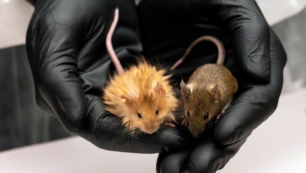 Mamut tüylü fare: Tükenmişliği geri alma yolunda sansasyonel sıçrama 71 mamut tuylu fare saskinlik yaratti tukenmis cesitler icin tarihi adim 4JkJQTOQ