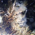 marmara denizinde musilaj tehlikesi yuzeye yaklasiyor t2VYjFS2