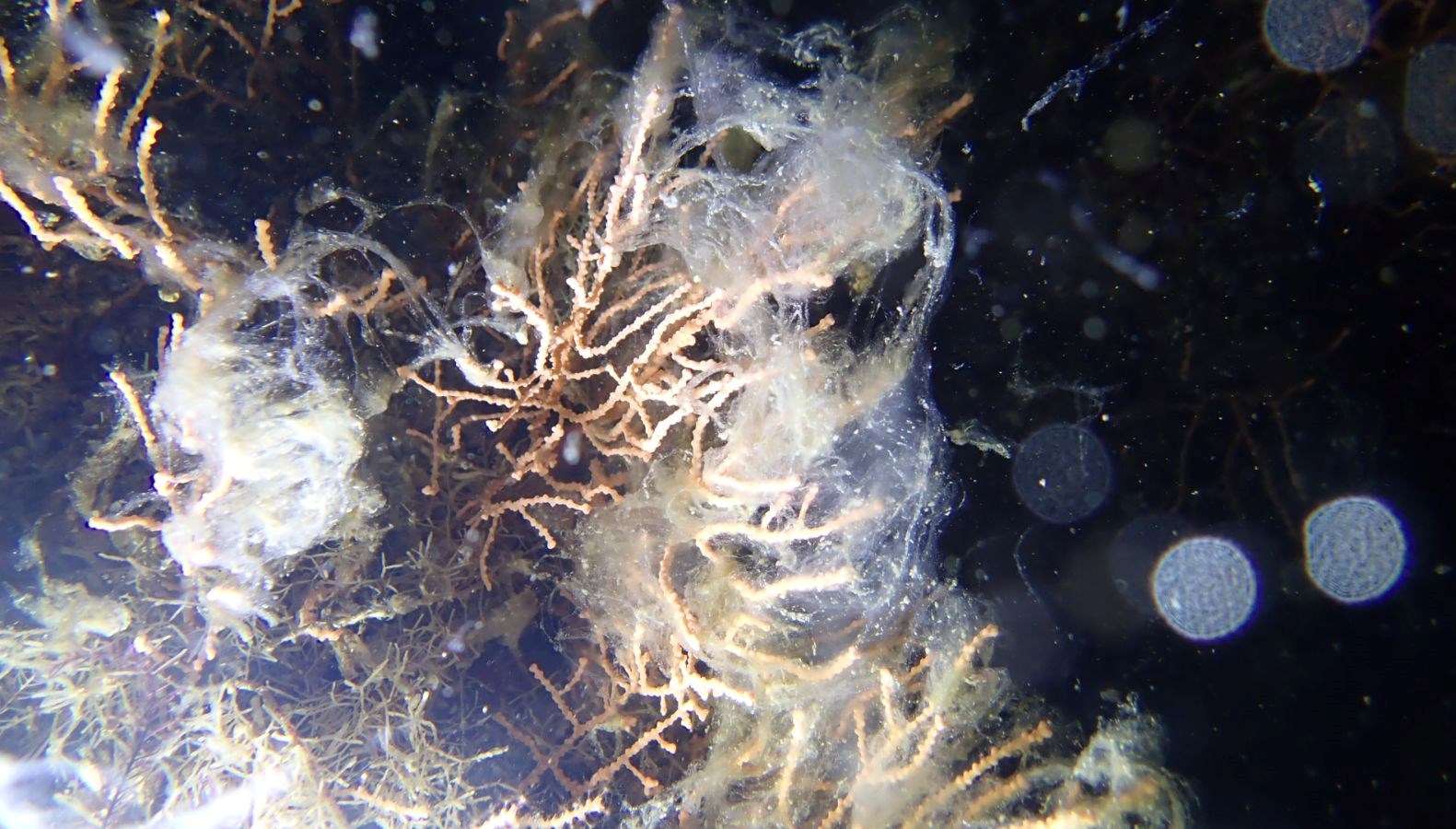 marmara denizinde musilaj tehlikesi yuzeye yaklasiyor t2VYjFS2