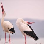 martenicka yarenicka oldu yareni gormek icin turkiyenin her yerinde geliyorlar BMcj3Ode