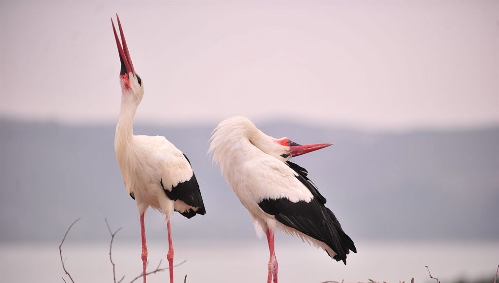 martenicka yarenicka oldu yareni gormek icin turkiyenin her yerinde geliyorlar BMcj3Ode