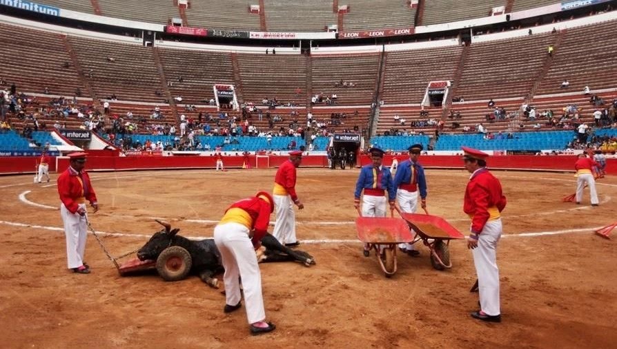 meksikanin bassehrinde boga guresleri yasaklandi aGd49faj