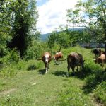 mudurnuda iki koye sap karantinasi ZFvCVyXU