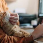 narsistler kedi sevmezler mi 1ObyvmaR