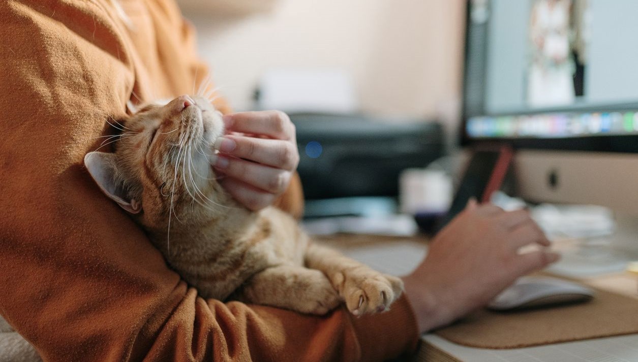 narsistler kedi sevmezler mi 1ObyvmaR