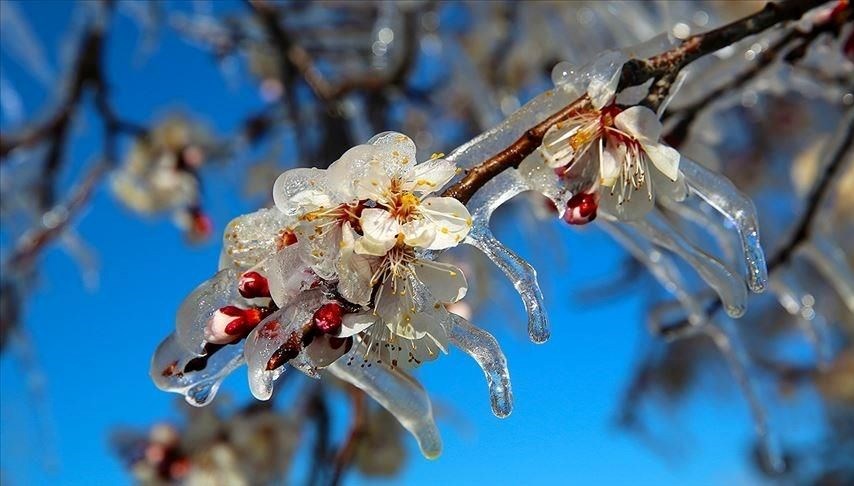 nigde icin zirai don uyarisi