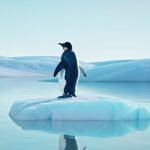 okyanuslardaki buzul ortusu eriyor buz duzeyinde rekor dusus jG5uWXdL