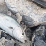 oltayla yakaladi tam 65 kilo 18 bin tlye satti lWeqk4kP