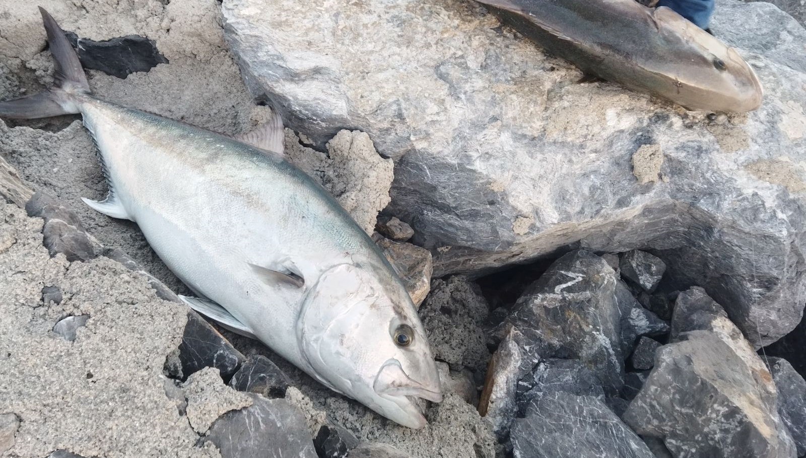 oltayla yakaladi tam 65 kilo 18 bin tlye satti lWeqk4kP