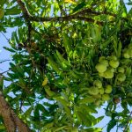 ona meyvelerin krali da deniyor yaslanmayi yavaslattigi ortaya cikti 766jPB7T